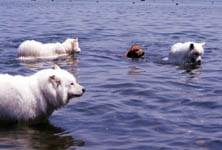 気持ちよさそうに琵琶湖につかる犬たち